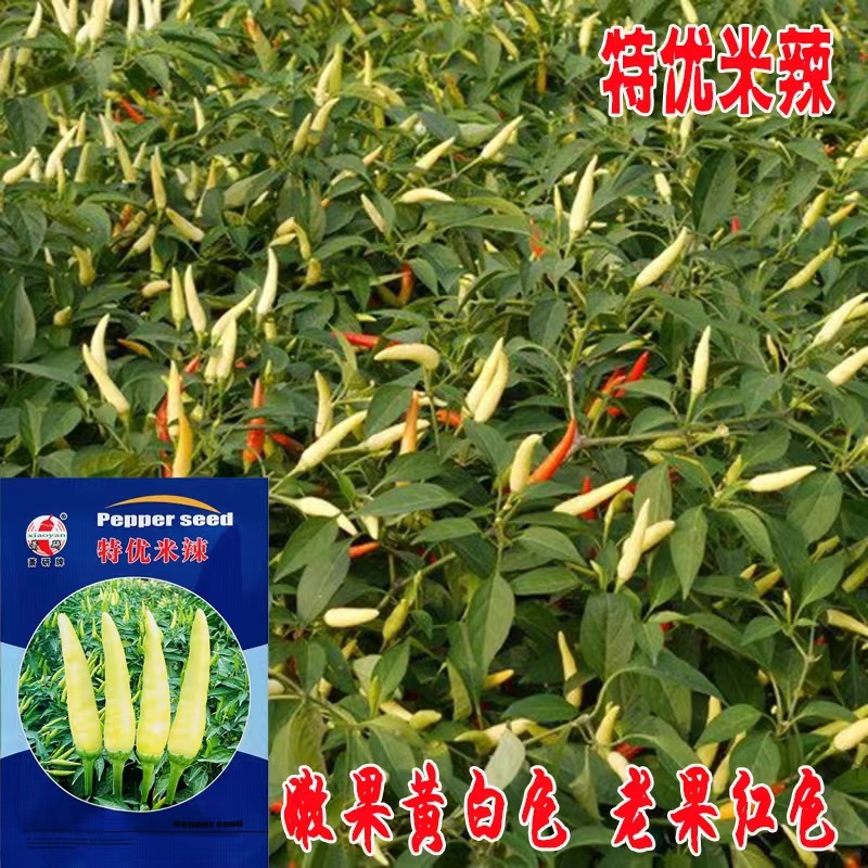 萧研特优米辣辣椒种籽中早熟品种丰产抗病农家菜园四季田园精