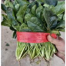 精品大叶菠菜，质量好，代发全国，欢迎下单