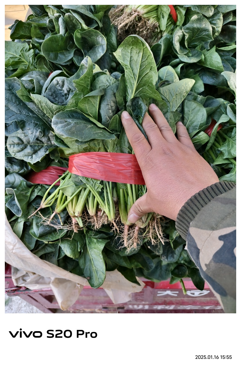 精品大叶菠菜，质量好，代发全国，欢迎下单
