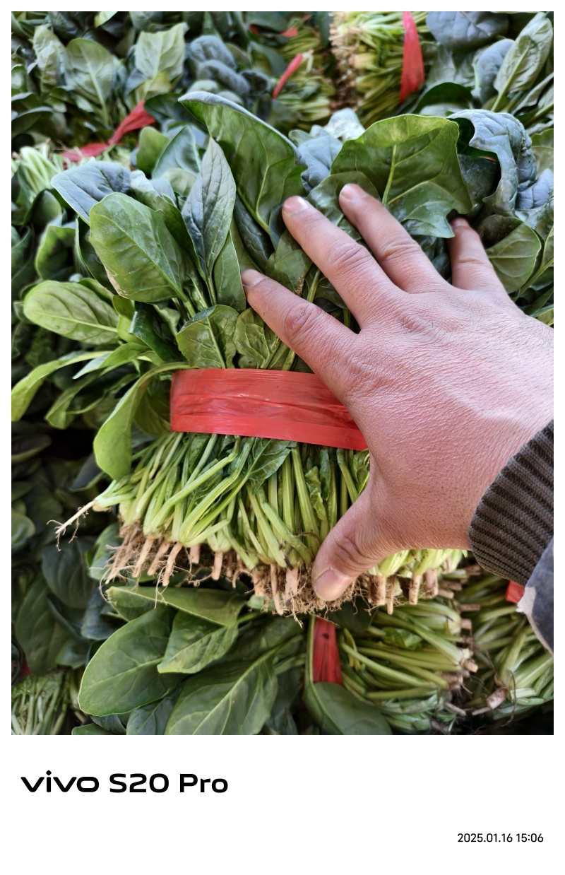 精品大叶菠菜，质量好，代发全国，欢迎下单