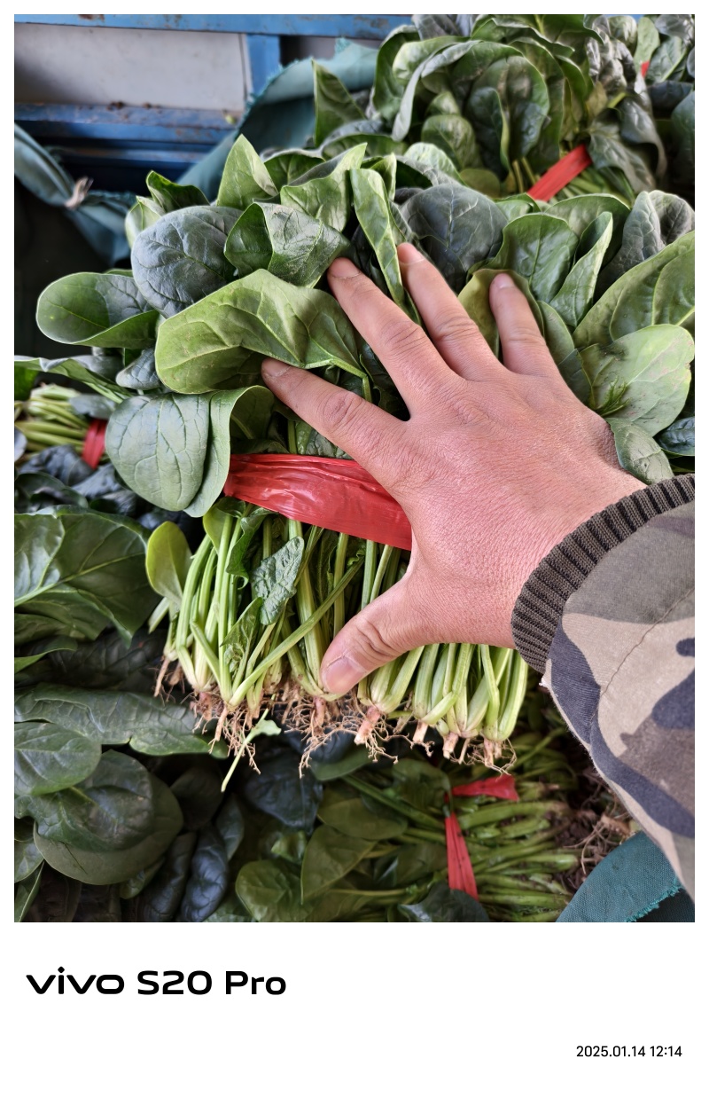 精品大叶菠菜，质量好，代发全国，欢迎下单