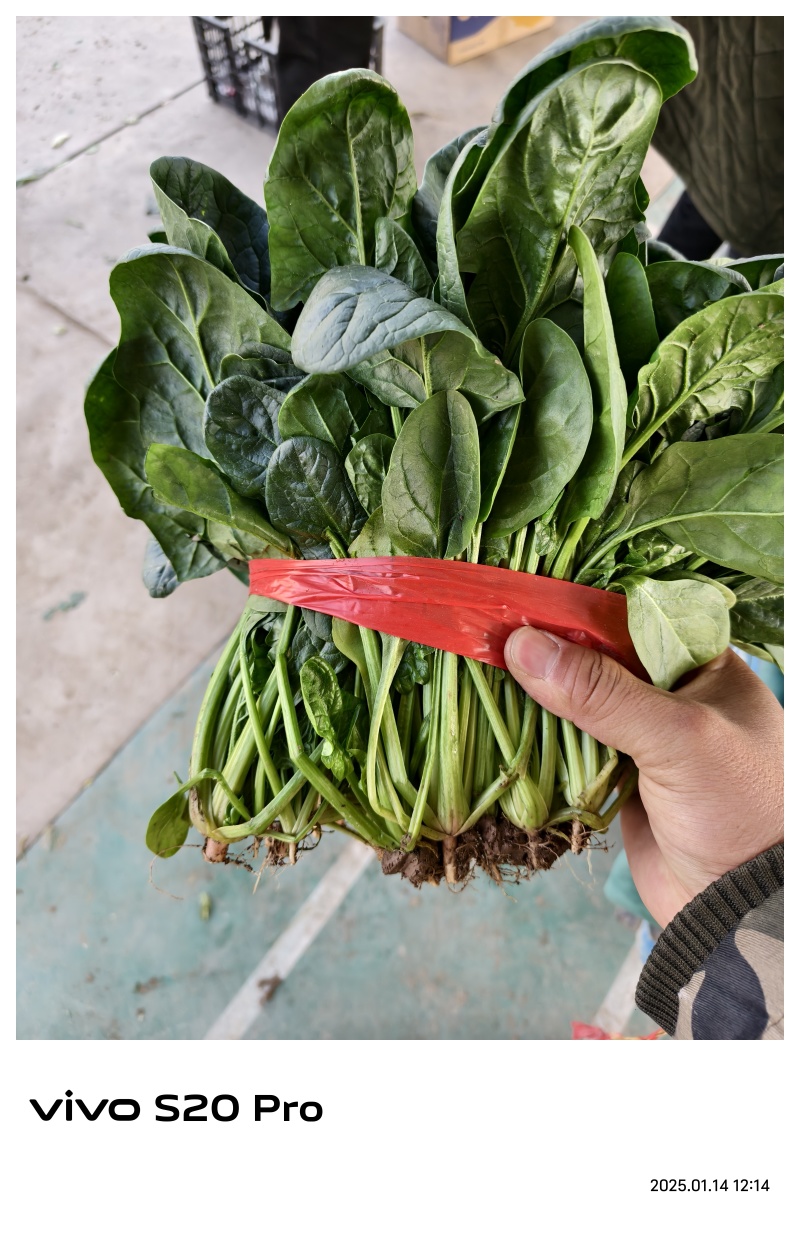 精品大叶菠菜，质量好，代发全国，欢迎下单