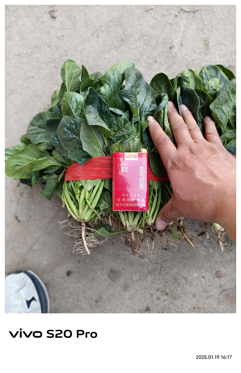 精品大叶菠菜，质量好，代发全国，欢迎下单