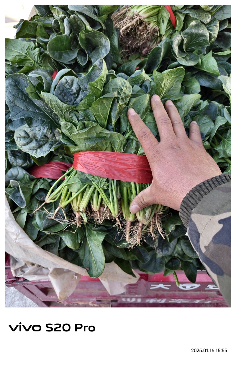 精品大叶菠菜，质量好，代发全国，欢迎下单