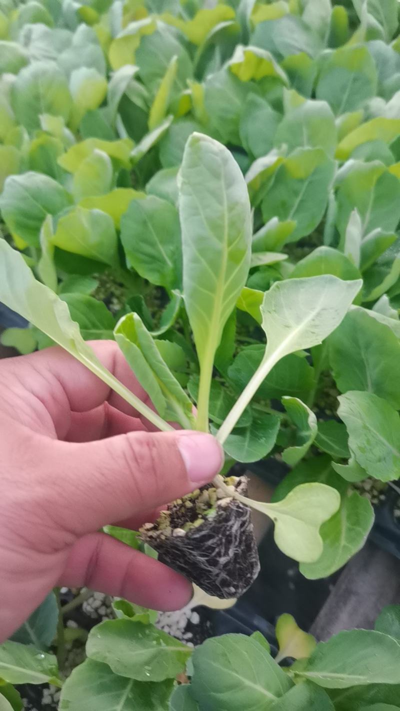 甘蓝苗包菜苗洋白菜苗紫甘蓝苗韩绿中甘系列