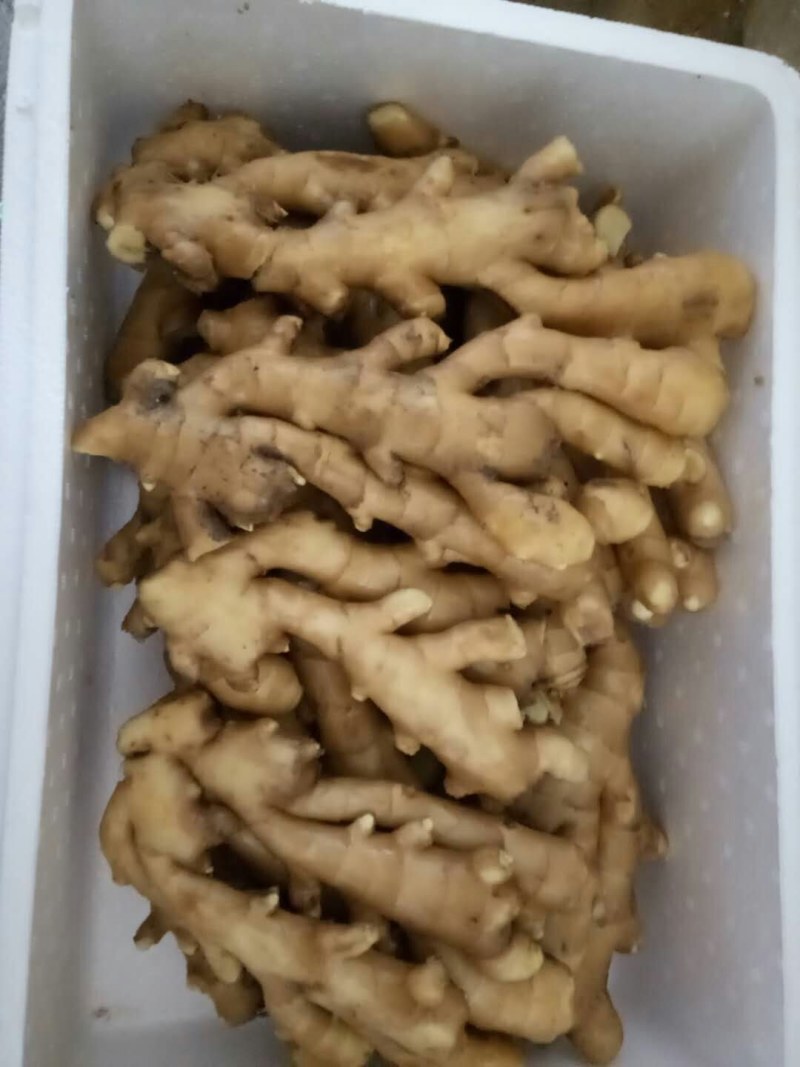 生姜《大黄姜*小黄姜*姜母》地头货源*品质保证*支持代发
