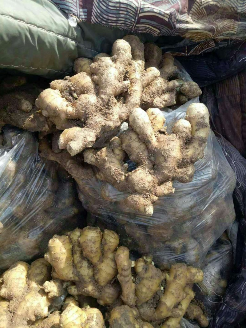 生姜《大黄姜*小黄姜*姜母》地头货源*品质保证*支持代发