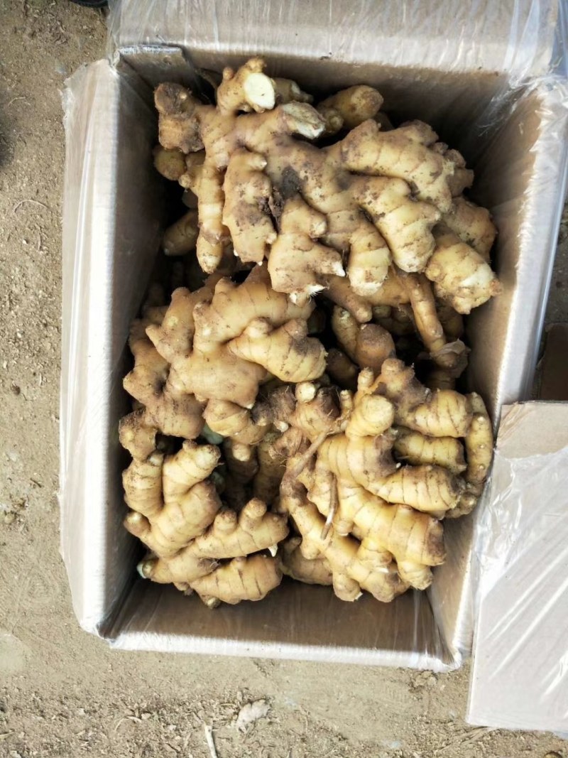 生姜《大黄姜*小黄姜*姜母》地头货源*品质保证*支持代发