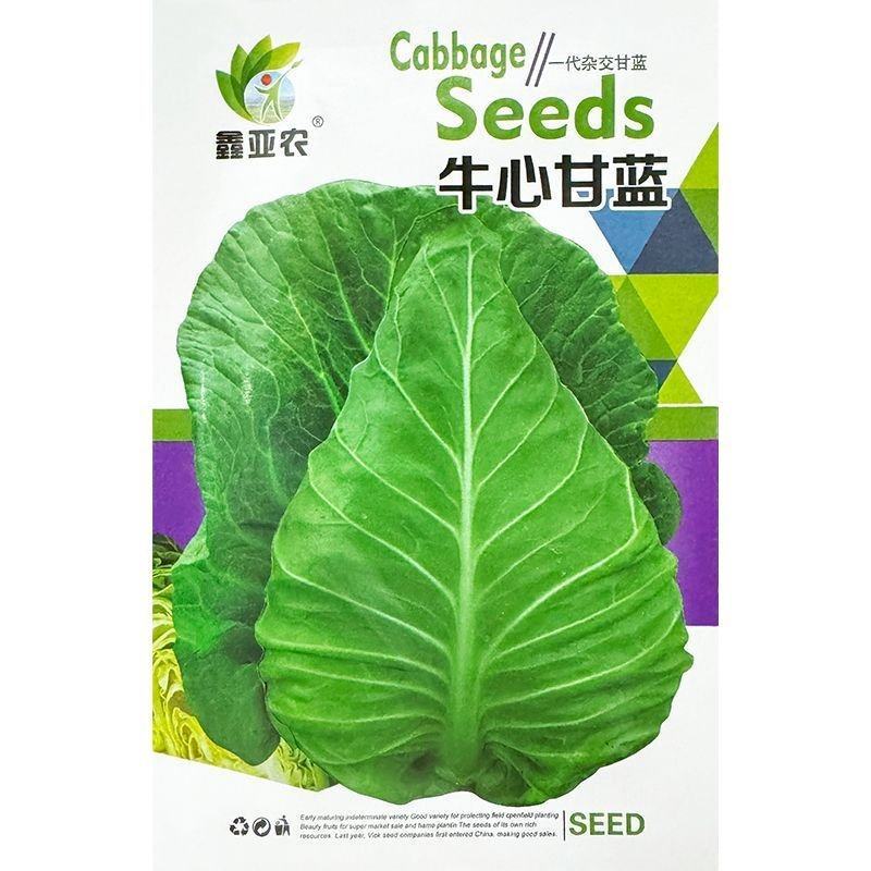牛心甘蓝种子叶色灰绿叶球牛心单球重1.5公斤