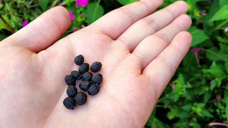 紫茉莉种子草茉莉花籽地雷花家庭阳台庭院盆栽易活易种籽