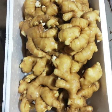 精选大黄姜*小黄姜*产地常年大量供应*货源充足*品质保证
