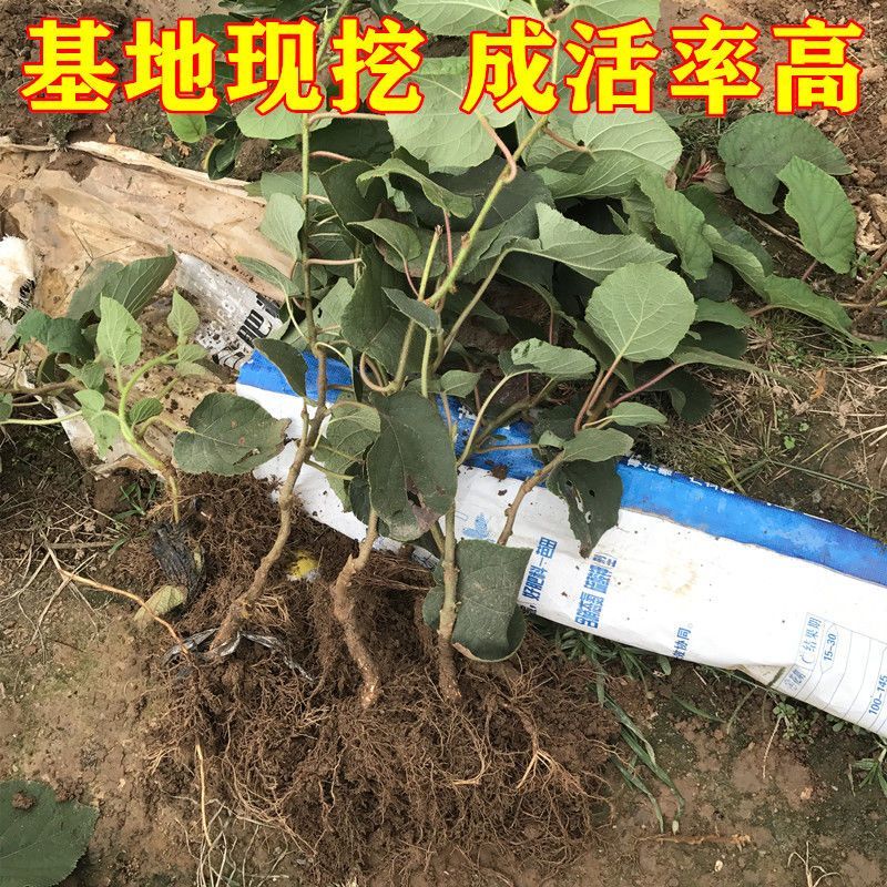 树苗陕西周至翠香徐香猕猴桃树苗适合南北方大规模种植包成活