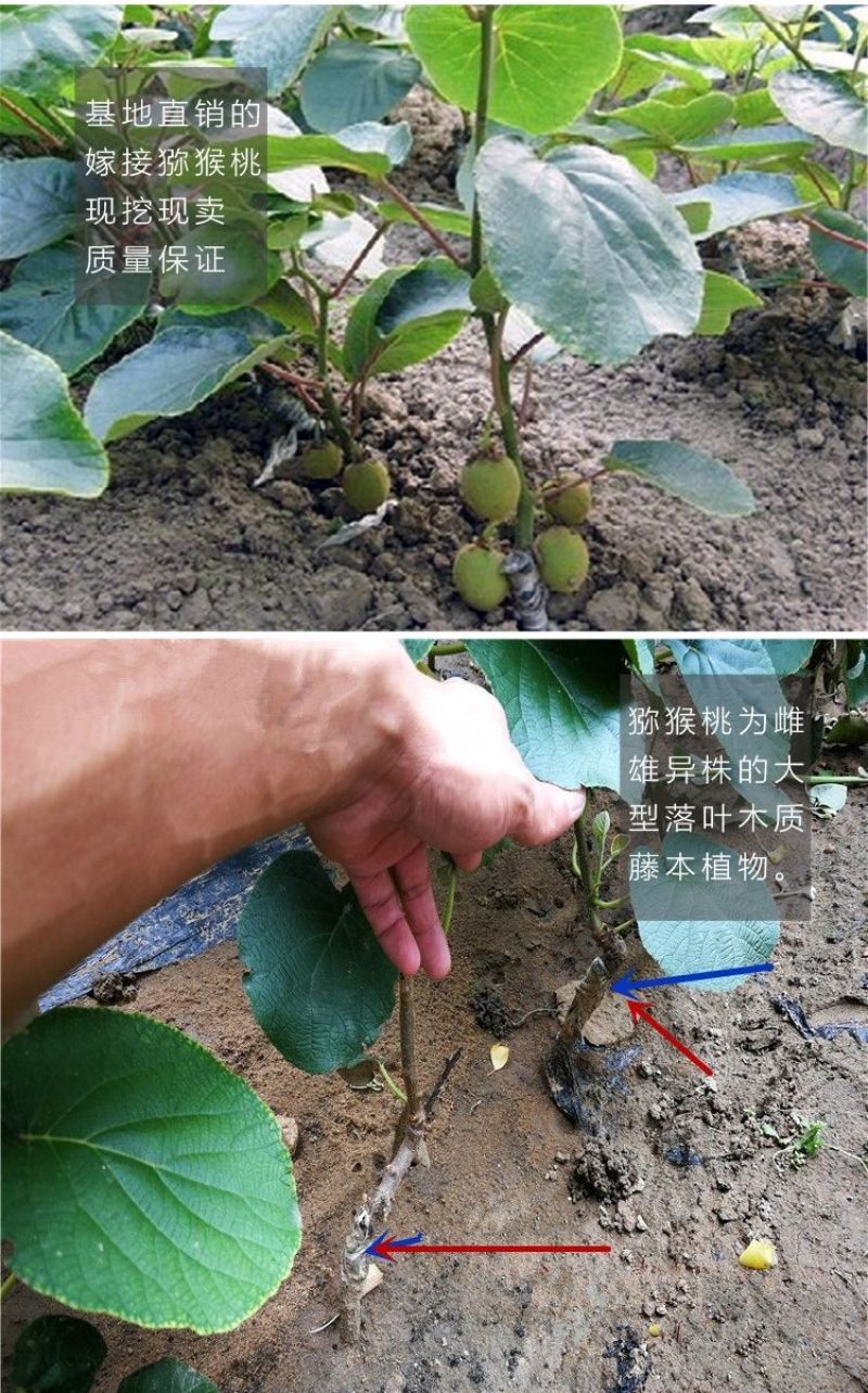 树苗陕西周至翠香徐香猕猴桃树苗适合南北方大规模种植包成活