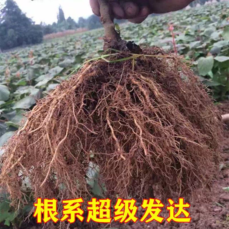 树苗陕西周至翠香徐香猕猴桃树苗适合南北方大规模种植包成活