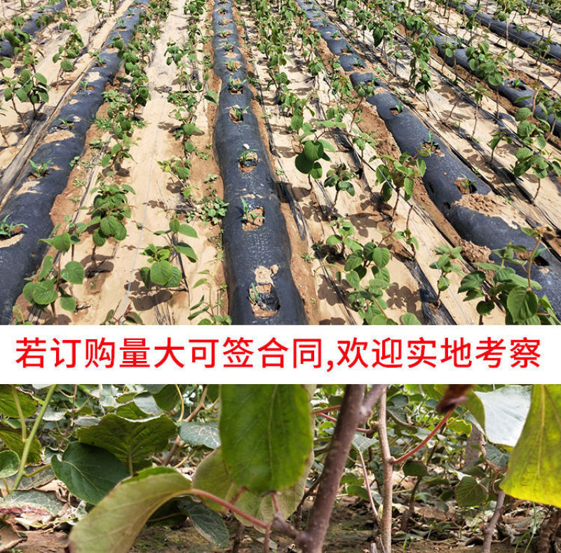 树苗陕西周至翠香徐香猕猴桃树苗适合南北方大规模种植包成活