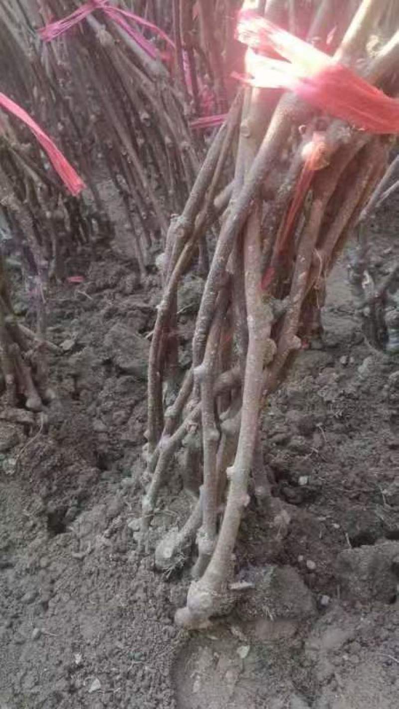 树苗陕西周至翠香徐香猕猴桃树苗适合南北方大规模种植包成活