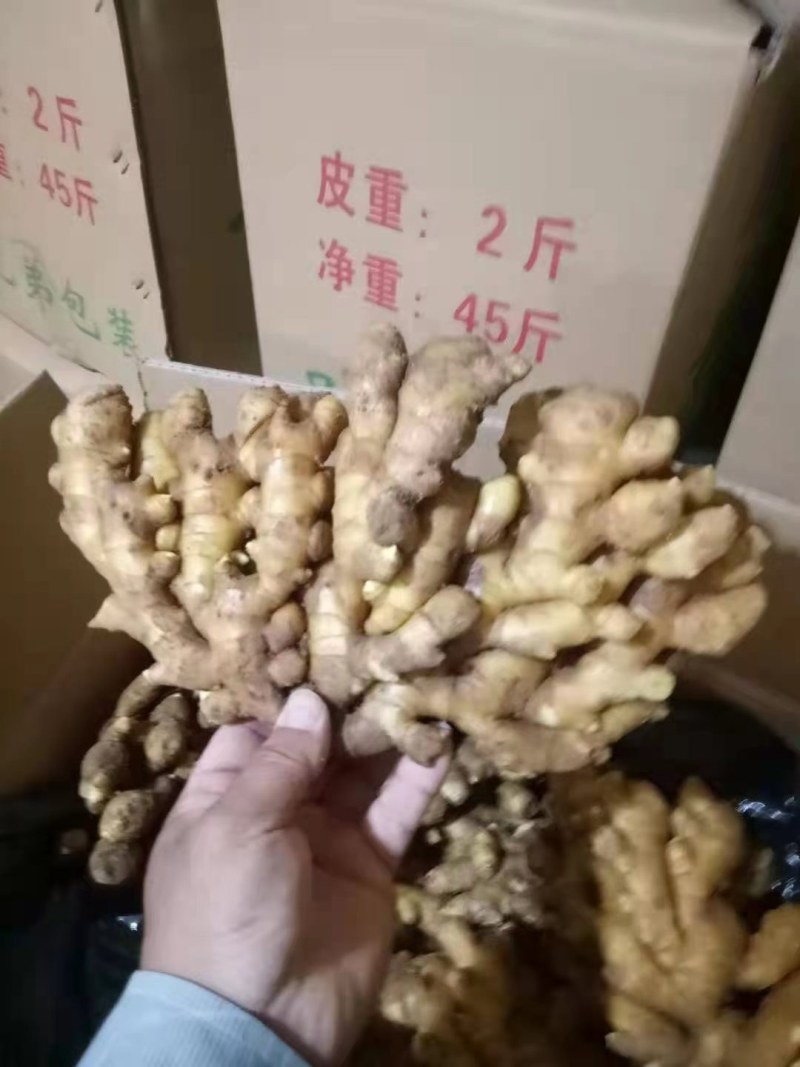 精选大黄姜*小黄姜*产地常年大量供应*货源充足*品质保证