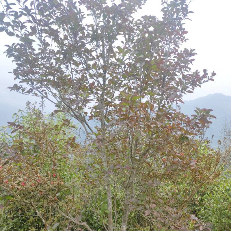 大瑶山里不同品种的野生荔枝，现出售树径约六至八公分大