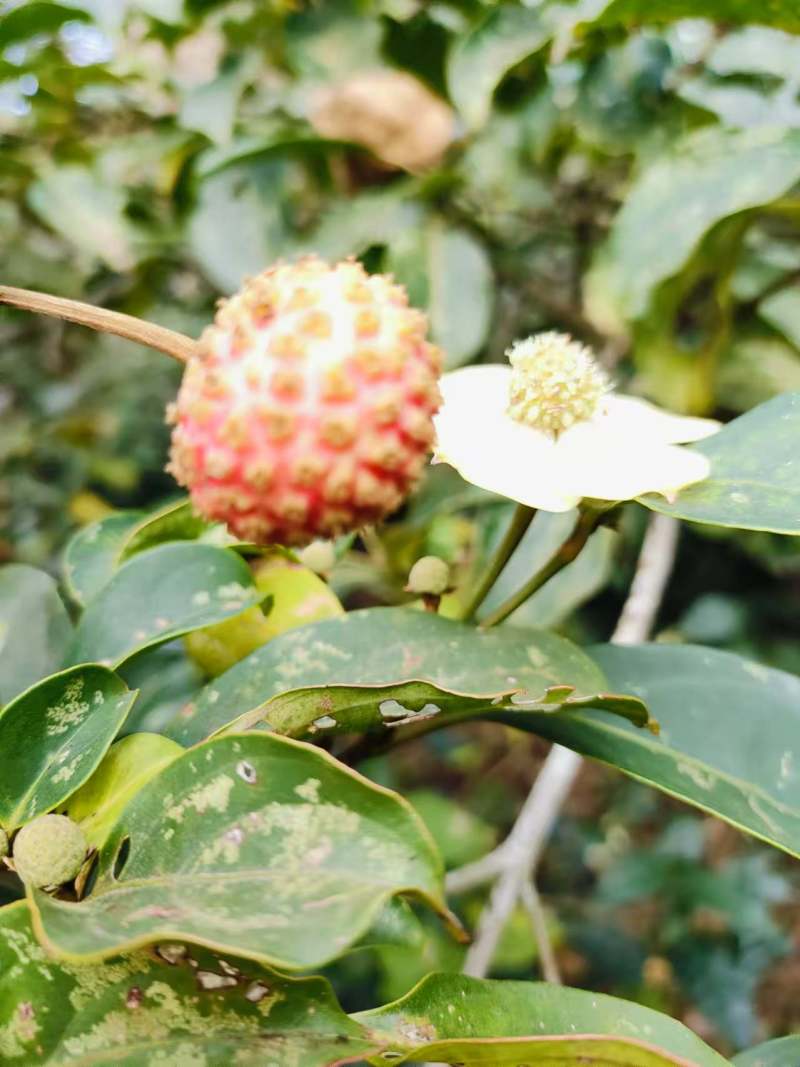 大瑶山里不同品种的野生荔枝，现出售树径约六至八公分大