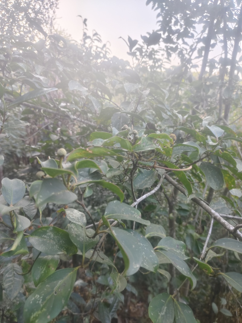 大瑶山里不同品种的野生荔枝，现出售树径约六至八公分大