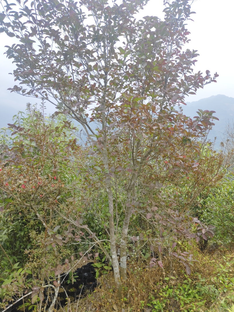 大瑶山里不同品种的野生荔枝，现出售树径约六至八公分大