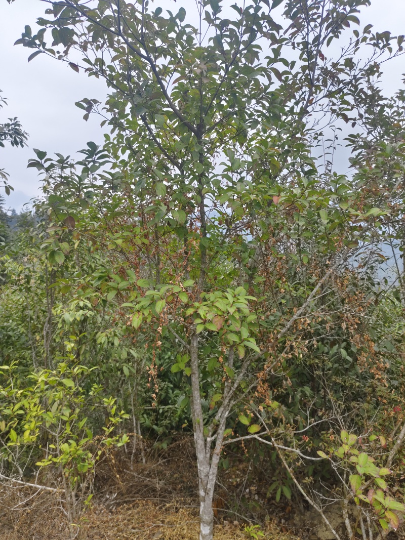大瑶山里不同品种的野生荔枝，现出售树径约六至八公分大