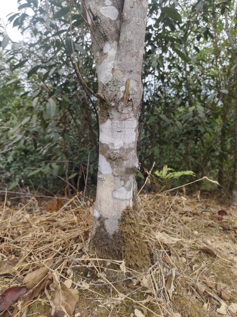 大瑶山里不同品种的野生荔枝，现出售树径约六至八公分大