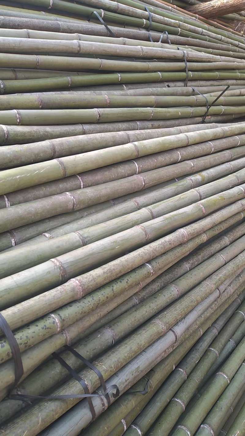 麻竹竹子量大质优保质保量价格优惠欢迎各大老板采购咨询
