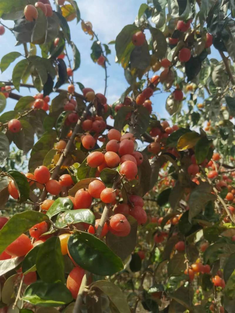 德宏瑞丽市曼宏羊奶果种植基地