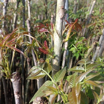 冬暖式大棚反季节香椿芽大量供应中