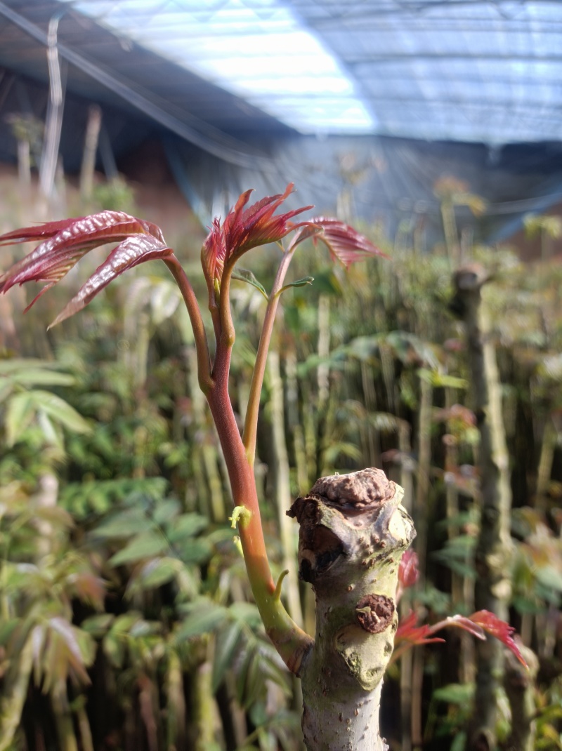 冬暖式大棚反季节香椿芽大量供应中