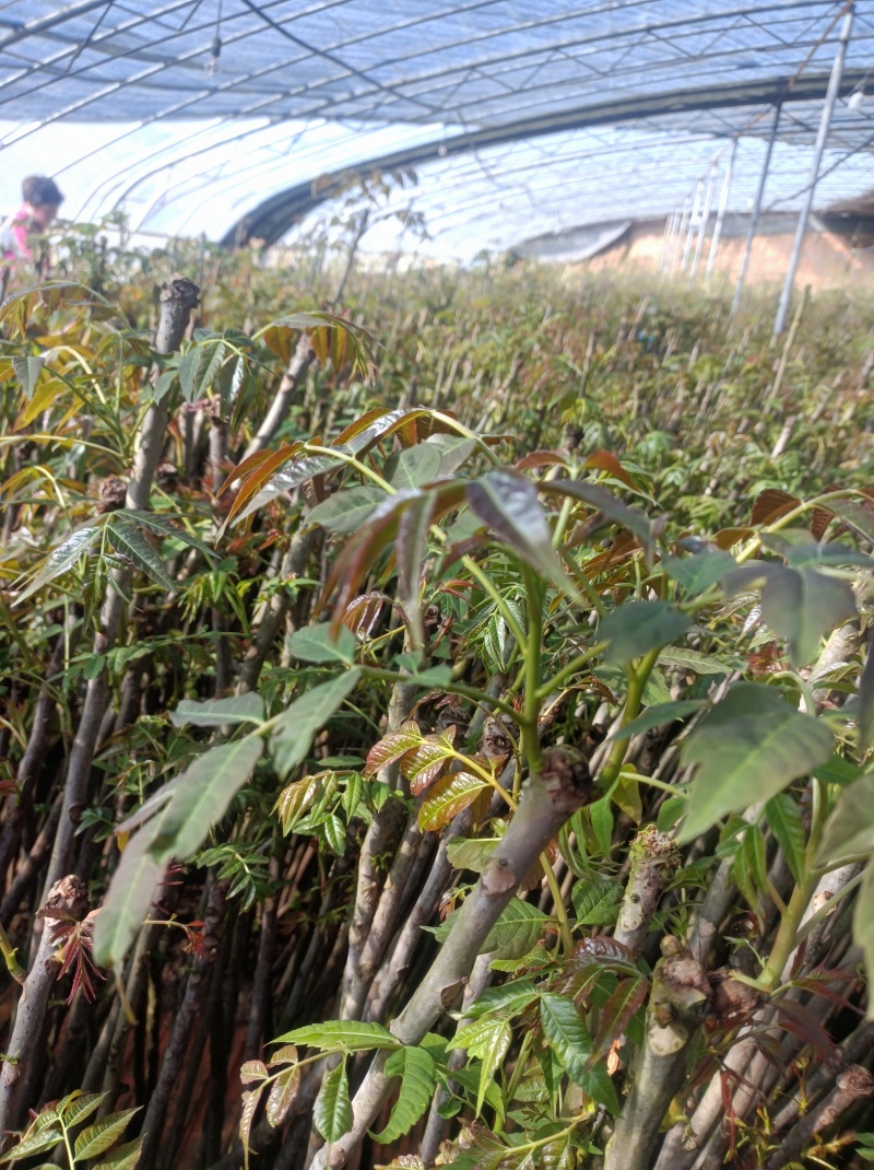 冬暖式大棚反季节香椿芽大量供应中
