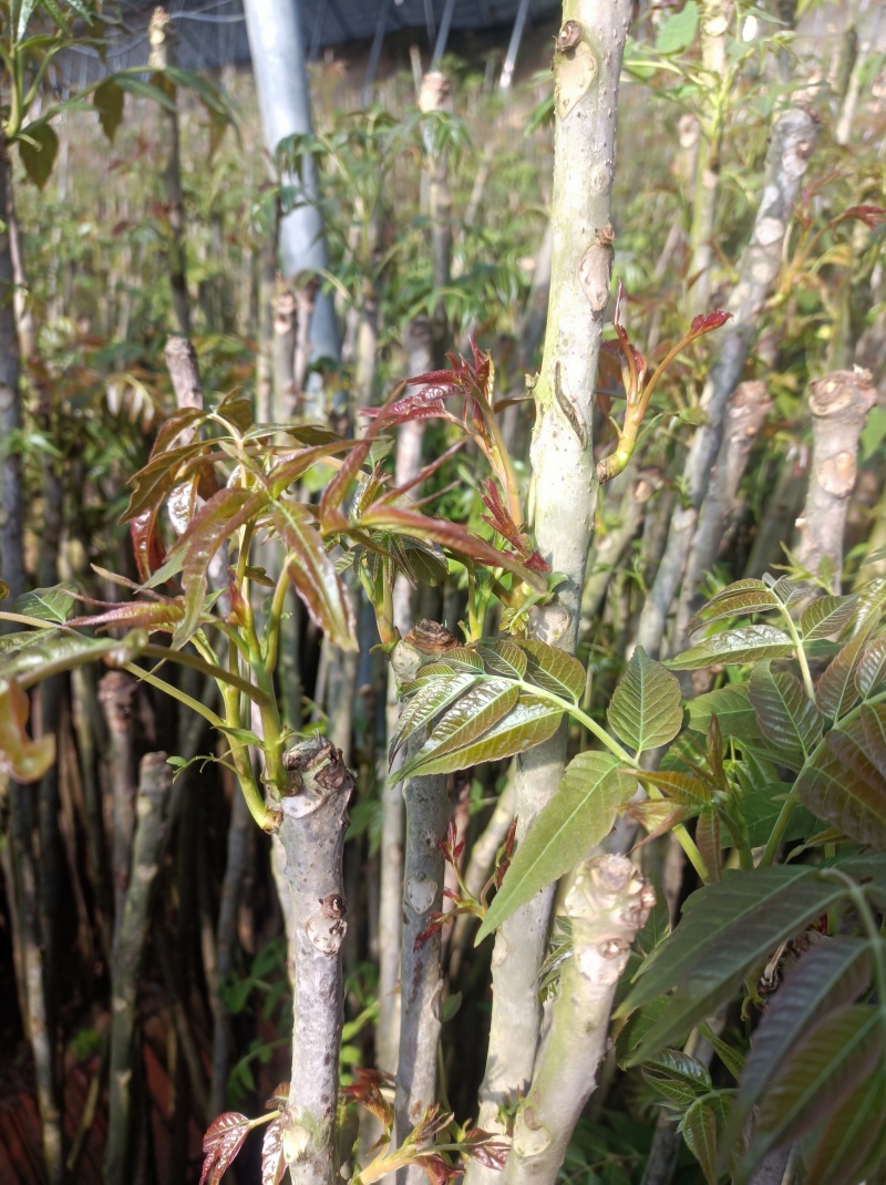 冬暖式大棚反季节香椿芽大量供应中