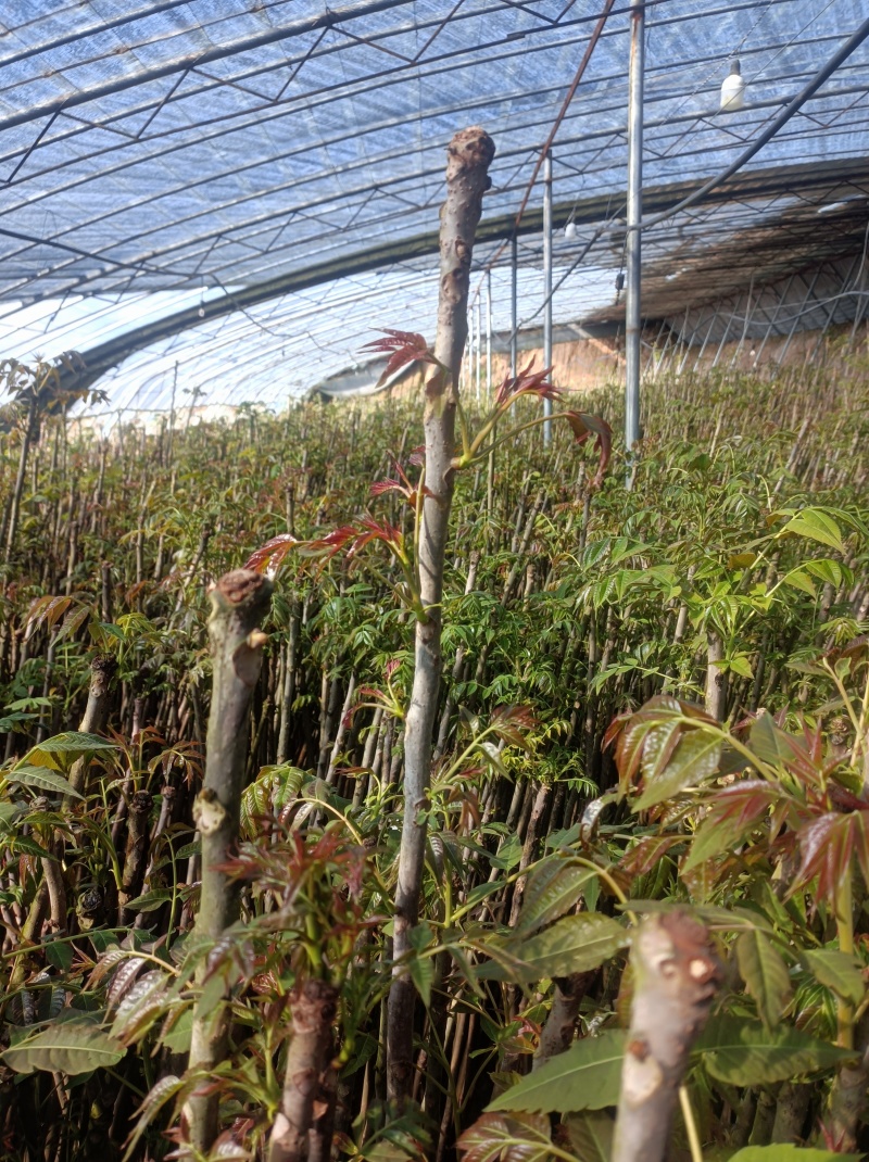 冬暖式大棚反季节香椿芽大量供应中