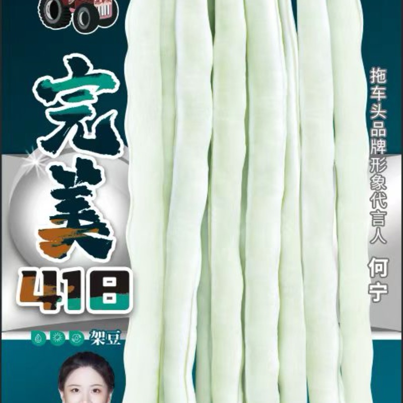 完美418四季豆种子白绿条产量高不鼓籽商品性好
