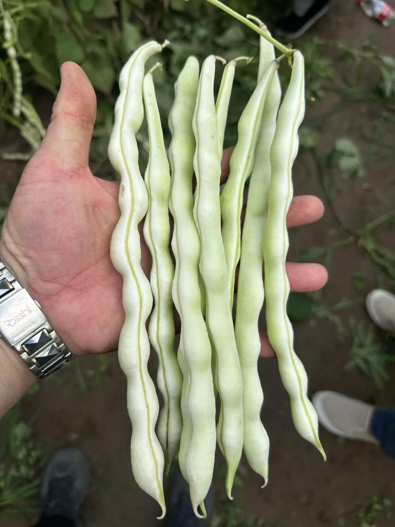 完美418四季豆种子白绿条产量高不鼓籽商品性好