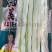 完美418四季豆种子白绿条产量高不鼓籽商品性好