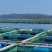 海参养殖网，色母及抗老化剂独有配方，日产5000+