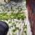 白萝卜基地直供大量上市新货上市现挖现发无糠心无开叉干净无