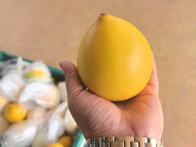 黄晶果
