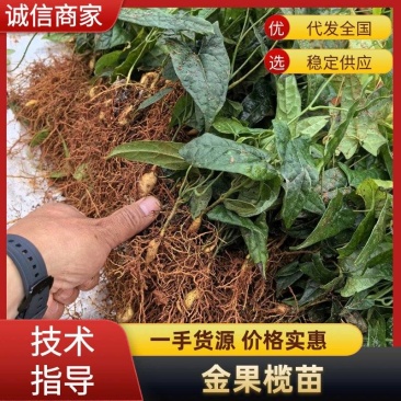 云南泸西金果榄苗自家种植育苗基地包品质提供种植技术指导