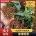 云南泸西金果榄苗自家种植育苗基地包品质提供种植技术指导