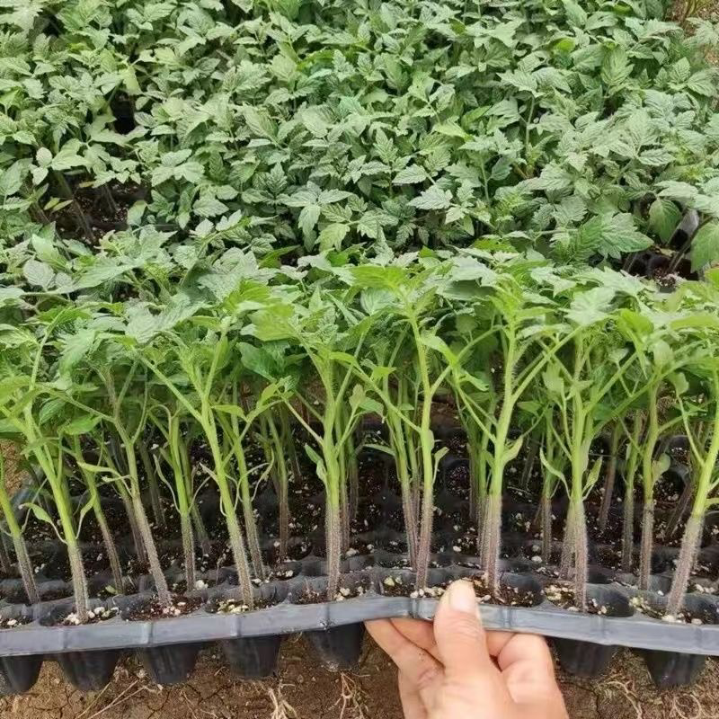 江苏番茄苗各种西红柿苗黑珍珠黄圣女草莓西红柿沙瓤四季