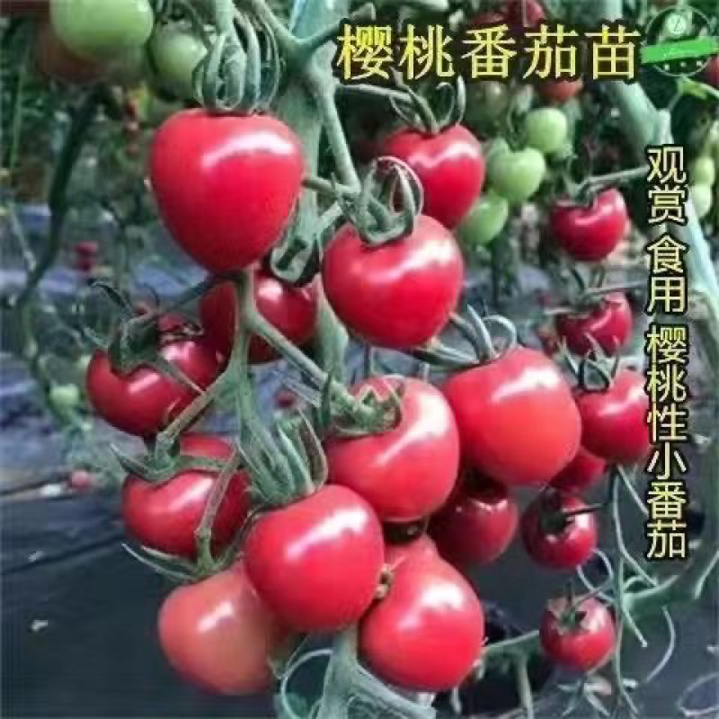 江苏番茄苗各种西红柿苗黑珍珠黄圣女草莓西红柿沙瓤四季