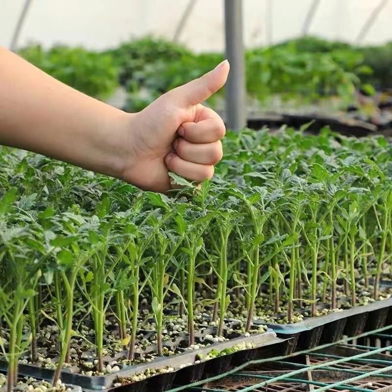 江苏番茄苗各种西红柿苗黑珍珠黄圣女草莓西红柿沙瓤四季