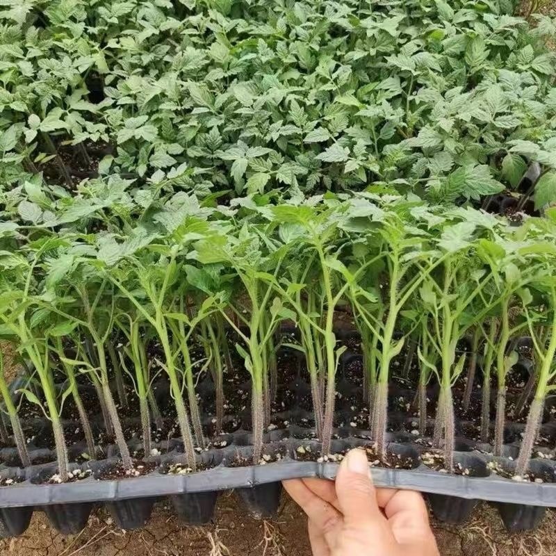 江苏番茄苗各种西红柿苗黑珍珠黄圣女草莓西红柿沙瓤四季