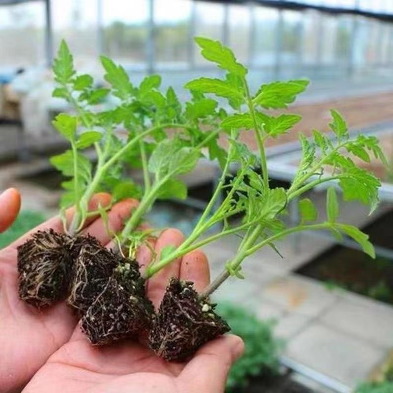 江苏番茄苗各种西红柿苗黑珍珠黄圣女草莓西红柿沙瓤四季