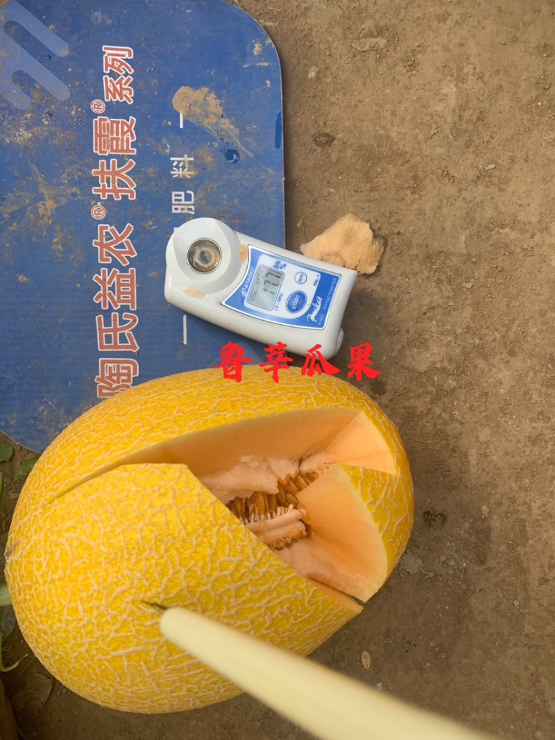 山东莘县凤金6号哈密瓜、黄网纹瓜、黄金瓜、对接商超质量保证