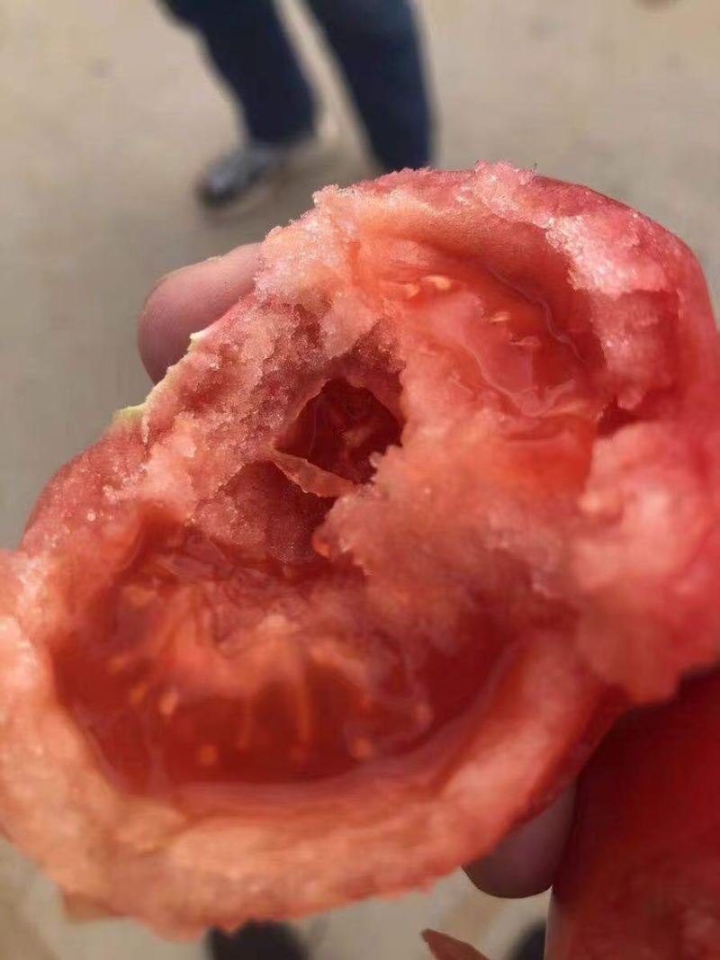 普罗旺斯西红柿产地直发水果柿子保质保量品质保证代发