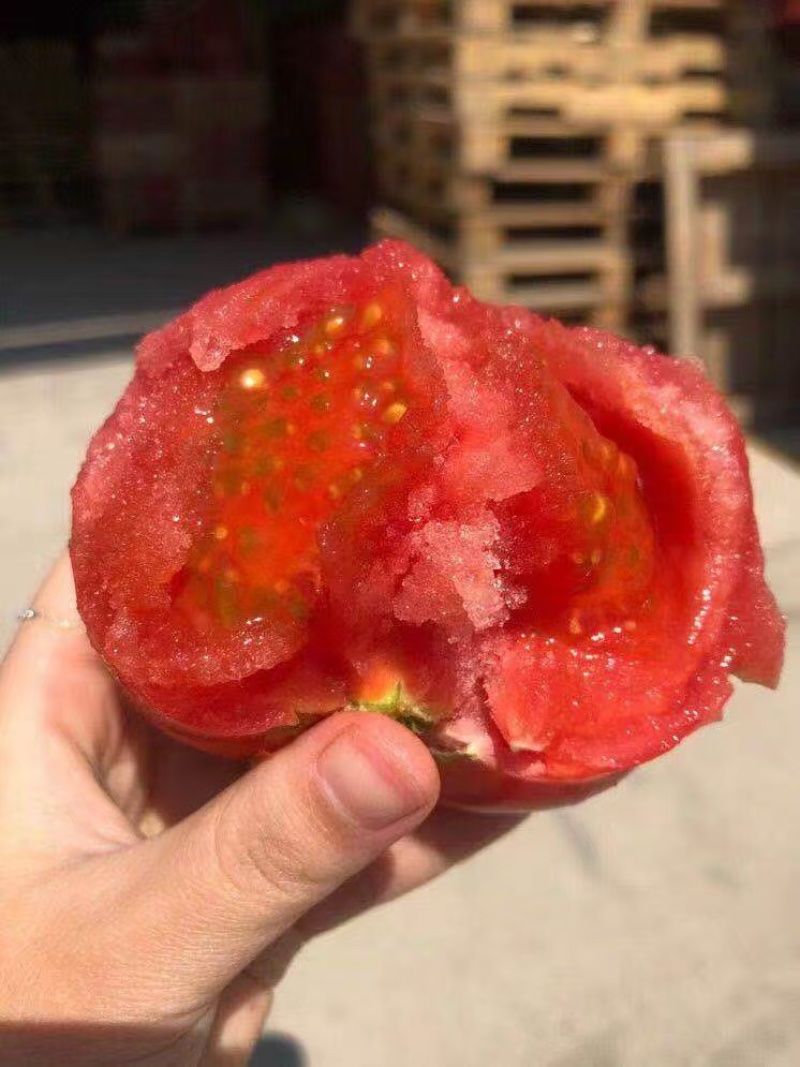 普罗旺斯西红柿产地直发水果柿子保质保量品质保证代发